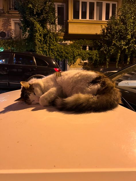 Istanbul Turkey Cats, Istanbul Cats Aesthetic, Cats Of Istanbul, Cats Istanbul, Turkish Cat, Istanbul Cats, Turkish Summer, Turkish Aesthetic, Istanbul Aesthetic