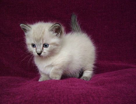 This is a Munchkin Cat and he loves you ;) Small Cat Breeds, Munchkin Kitten, Munchkin Cat, Cute Cat Breeds, Cat Breed, Kitten Pictures, Kittens And Puppies, Baby Kittens, Small Cat