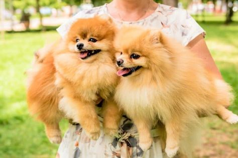 Pomeranian Rescue, Allergic To Dogs, Pomeranian Lovers, Homeless Dogs, Rescue Team, Adoption Process, Foster Home, Bohemian Fashion, Little Dogs