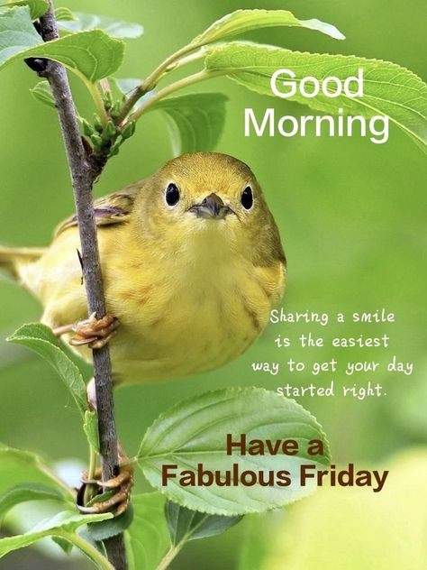 Friday Morning Quotes Motivation, Friday Morning Motivation, Fabulous Friday Quotes, Have A Fabulous Friday, Good Friday Morning, Day Trips From Vienna, Morning Birds, Good Morning Friday Images, Friday Morning Quotes