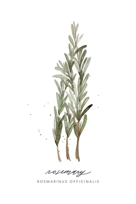 Watercolor Herbs, Rosemary Herb, Herb Art, Watercolor Plants, Olive Tree, Giclée Print, Botanical Illustration, Art Journals, Botanical Art