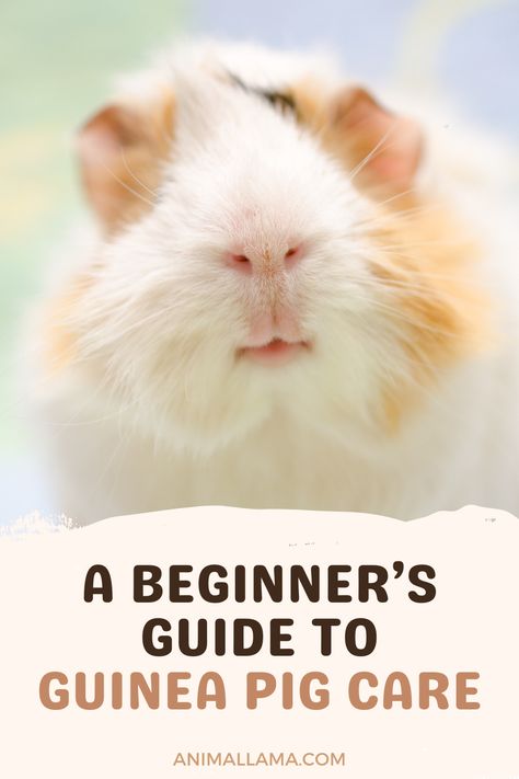 Adopting guinea pigs is a big step and a long term responsibility. That's why it's important to get to know their unique needs and wants before adopting, to make sure you're up for the challenge. Read through our beginner's guide to guinea pig care to make sure your new pets are well taken care of from the start. Guinea Pig Diy, Pig Care, Prey Animals, Hygiene Tips, Sick Baby, Dark Leafy Greens, Guinea Pig Care, Guinea Pig Cage, Cuddly Animals