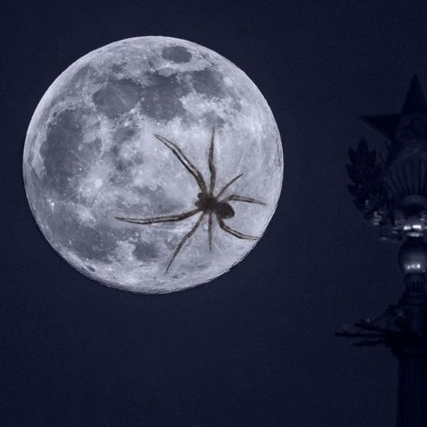 Spider ont the Moon The Moon, Photoshop, Celestial Bodies, Moon