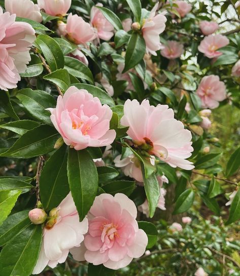 Ian Trought | I don’t think I’ve ever seen as many flowers on Camellia sasanqua ‘Jean May’. It reminds me to remind you to check out @jackjaldridge piece... | Instagram Camellia Tree, Camellia Sasanqua, Paradise Cove, Camellia Flower, New Garden, Gardening Plants, Floral Vine, Flowering Trees, Plants Flowers