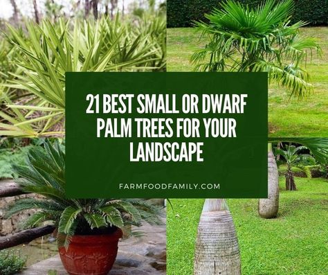 21 Best Small or Dwarf Palm Trees for Your Landscape (With Pictures) Mini Palm Tree Landscape, Small Palm Trees Landscaping, Palm Tree Types, Needle Palm, Tree Types, Mini Palm Tree, Majesty Palm, Florida Palm Trees, Palm Trees Landscaping