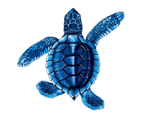 Porcelain Baby Blue Turtle Mosaic - B — Custom Mosaics Sea Turtle Drawing, Swimming Pool Mosaics, Pool Mosaic, Photo Bleu, Turtle Drawing, Sea Turtle Art, Turtle Swimming, Turtle Tattoo, Turtle Love