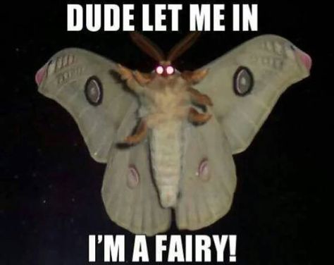 39 Savage Funny AF Pics, Memes, and Things - Funny Gallery Let Me In, A Black, Moth, Let Me, Red, Black