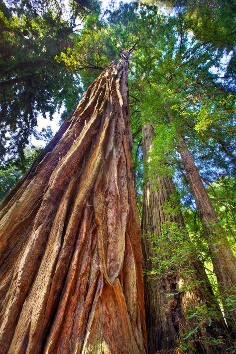 Mighty Coastal Redwoods - Muir Woods, CA | par Daniel Peckham Muir Woods California, Coast Redwood, Coastal Redwood, Amazing Trees, Big Trees, Bg Design, Muir Woods, Redwood Tree, Forest Photos