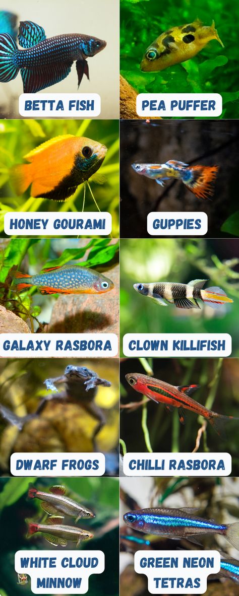 Dive into this comprehensive blog post detailing the most suitable fish species for a 6-gallon tank setup. From vibrant colors to ease of care, find the best finned friends that'll make your small aquarium lively and delightful. A guide tailored for beginners and pros alike! 6 Gallon Fish Tank, 37 Gallon Fish Tank Ideas, Aquarium Tips, 40 Gallon Fish Tank Ideas, Fish For Small Tanks, Fish For Aquarium, 10 Gallon Tank Ideas, Beta Tank Setup, Freshwater Fish Tank Ideas