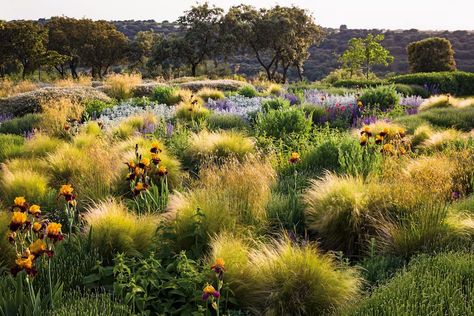 Mexican Feather Grass, Wild Landscape, Naturalistic Garden, Seed Vault, Famous Gardens, Blooming Trees, Plant Identification, Ornamental Grasses, Private Garden