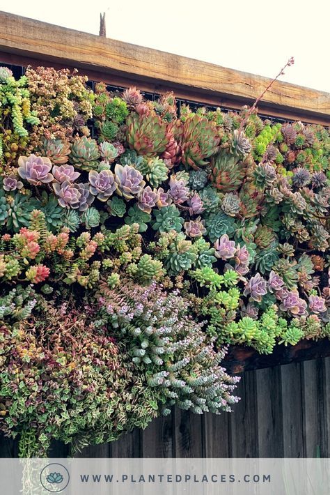 Looking for something to do with an empty wall in your yard? | Succulents Living Wall #PlantLife #succulents #YardArt Hanging Garden Ideas, Living Wall Garden, Green Wall Garden, Succulent Wall Garden, Succulent Wall Planter, Vertical Succulent Gardens, Tattoo Plant, Vertical Garden Design, Beautiful Wall Hanging