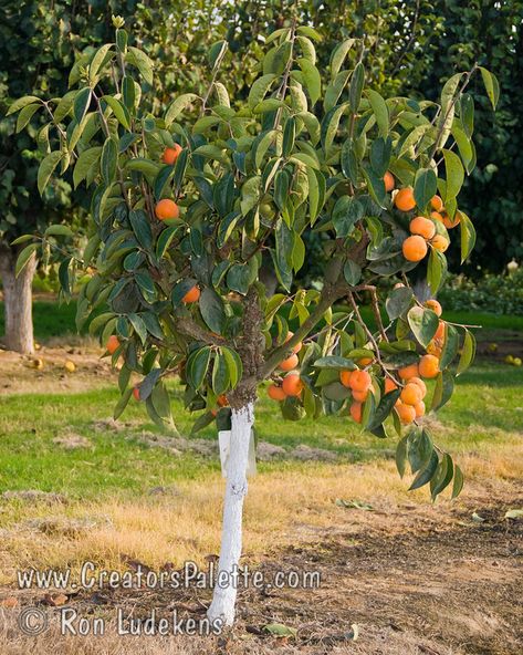 Izu Persimmon (Diospyros kaki) Key feature is earlier ripening fruit - three weeks before Fuyu. Non-astringent, medium sized, Fuyu-like fruit, excellent taste. Sets well on dwarf sized tree. Foliage is dark green in summer turning to red-orange highlights in the fall. Ripens: Very early, in September or even Late August in some climates. Dwarf tree with an approximate mature height of 12-15 feet and a spread of 8-12 feet. Cold hardy to U.S.D.A. Zone 7. Planting Zones, Persimmon Tree, White Trees, Flowering Plants, Persimmon, Summer Flowers, Planting, Trees, Nursery