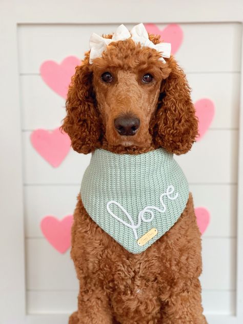 Dog Bandana Business Packaging, Fancy Dog Bandanas, Dog Bandana Product Photography, Pet Valentines Day, Poodle Love, Doodle Baby, Dog Instagram, Dog Bandana Pattern, Instagram Dog