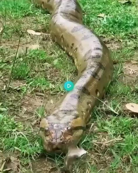 Sloth fearlessly crawls past an anaconda Anaconda Attack, Social Media Party, Nature Words, A Sloth, Reasons To Smile, Anaconda, Nature Images, Funny Animal Videos, Wildlife Photography