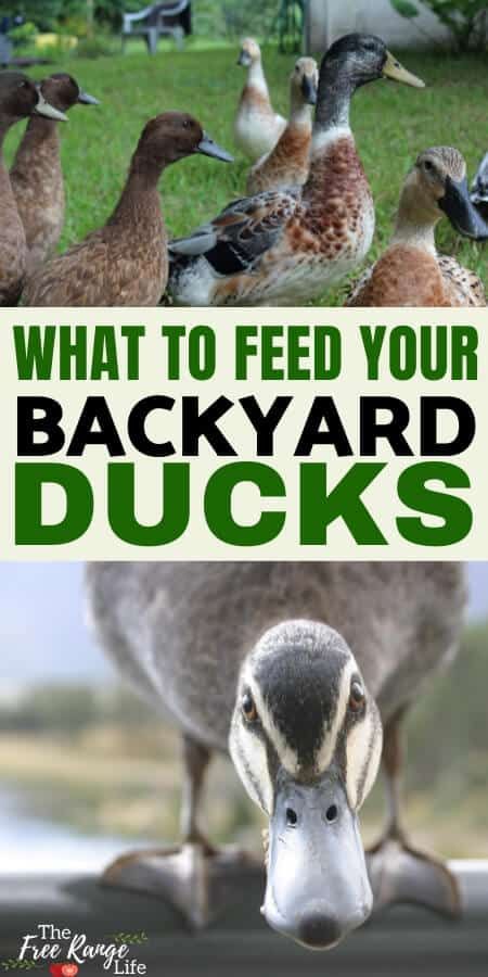 What Do Ducks Eat? Your Complete Guide to Feeding Ducks Feeding Ducks, Duck Pens, Duck Feed, Backyard Ducks, Duck Breeds, Duck Coop, Duck Farming, Raising Ducks, Muscovy Duck