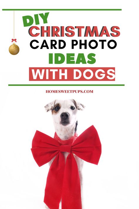 Holiday Photo Ideas With Dogs, Fun Christmas Card Photo Ideas With Dog, Funny Christmas Cards Photo Ideas With Dogs, Christmas Pics With Dogs, Dog Christmas Photo Ideas, Dog Christmas Cards Ideas, Dog Holiday Photoshoot, Christmas Photoshoot With Dog, Christmas Picture Ideas With Dogs