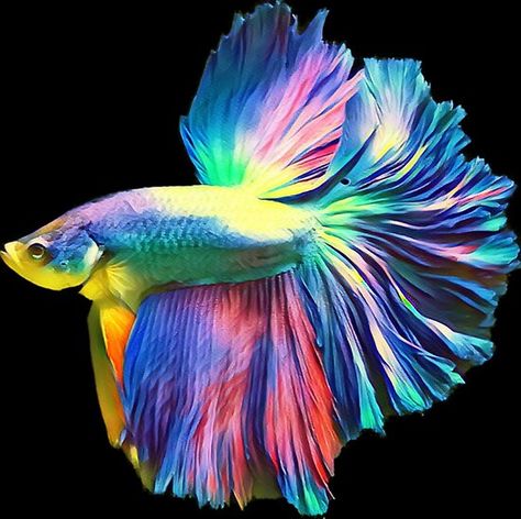 Beautiful enhanced photo of a halfmoon betta • Millions of unique designs by independent artists. Find your thing. Siamese Fish, Fish Tank Themes, Fish Poster, Rainbow Poster, Betta Fish Types, Betta Aquarium, Diy Paint By Numbers, Pretty Fish, Betta Fish Tank