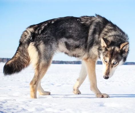 Wolf Poses Reference Photo, Wolf Curled Up, Wolves Reference, Wolf Poses Reference, Canine Poses References, Dog Looking Down, Dog Dynamic Pose, Animal Pose Reference, Wolf Jumping