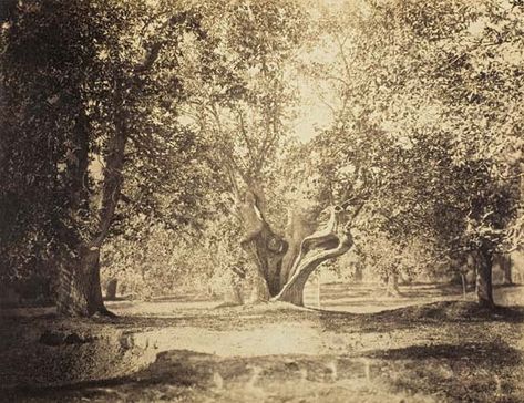 Tree, Forest of Fontainebleau, albumen silver print from wet-collodion glass negative by Gustave Le Gray, c. 1856; in the Art Institute of Chicago. Gustave Le Gray, Old Oak Tree, John James Audubon, Classic Image, French Photographers, Tree Forest, Historical Pictures, Art Institute Of Chicago, Historical Maps