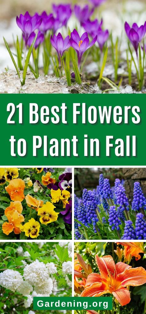 Flowers To Plant In Fall, Fall Planting Perennials, Fall Gardening Ideas, Lawn Flowers, Fall Bulb Planting, Autumn Flowering Plants, Plant In Fall, Fall Flowers Garden, Fall Landscaping