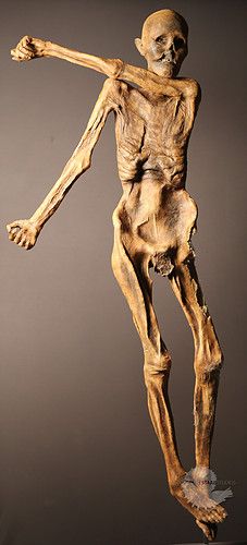 Otzi the Iceman Replica Mummified Corpse, Otzi The Iceman, Ötzi The Iceman, Mummy Photos, Biological Anthropology, Bog Body, Mushrooms Nature, Mummified Body, The Iceman