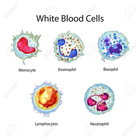 White blood cells Cells Diagram, Education Chart, Medical Terminology Study, Cell Diagram, Cells Project, Nurse Study Notes, Biology Facts, Medical Laboratory Science, Biology Art