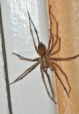 Don't let their size intimidate you. Giant house spiders are very beneficial. Giant Sea Spider, Giant House Spider, Giant House, Hobo Spider, Scary Bugs, Dangerous Spiders, Sea Spider, Huntsman Spider, Weird Insects