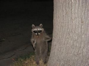 Where have our raccoons gone? Fat Raccoon, Raccoon Family, Funny Looking Cats, Pet Raccoon, Cute Raccoon, Raccoon Funny, Trash Panda, Racoon, Funny Animal Pictures