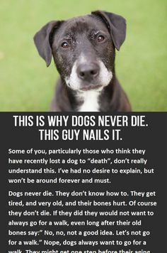 This is why dogs never die. You have to click to read the whole thing, but its so worth it! iheartdogs.com/... Dog Poems, English Cocker Spaniel, Dog Info, Memorial Tattoos, Airedale Terrier, Losing A Dog, Basset Hound, Pet Loss, Dog Quotes