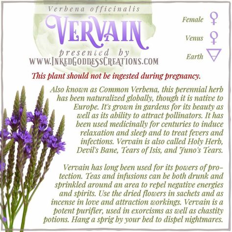 Vervain Tea Benefits, Spiritual Flowers, Witchy Recipes, Herb Magick, Magick Herbs, Herbs For Protection, Herbal Witch, Medicinal Herbs Garden, Magickal Herbs