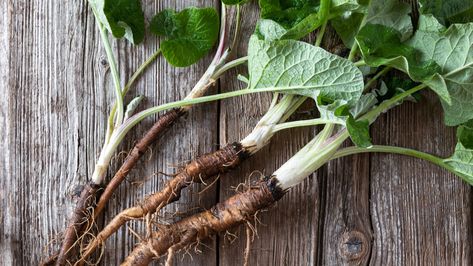 Burdock Root Tincture, Tincture Benefits, Burdock Root Benefits, Burdock Root Tea, Tinctures Recipes, Julienned Carrots, Biennial Plants, Healing Tea, Better English