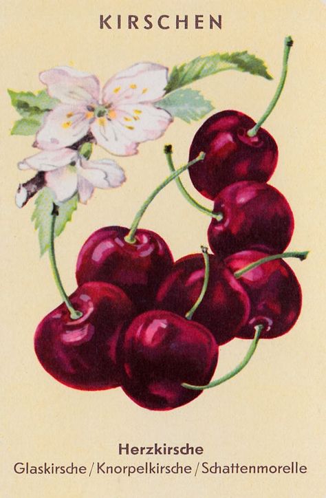 Cherry Pics, Kitchen Painting Art, Cherries Painting, Cherry Festival, Life In France, Coloring Digital, Black Cherries, Cherry Liqueur, Animals And Birds