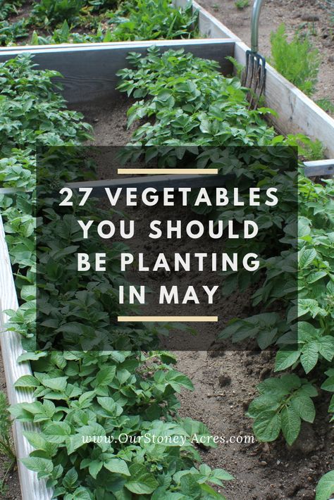 May Planting Guide - 27 crops to plant this month - Our Stoney Acres Growing Green Beans, Planting Guide, Fall Vegetables, Summer Harvest, Backyard Vegetable Gardens, Garden Veggies, Vegetable Garden Design, Flowers Wallpaper, Planting Vegetables