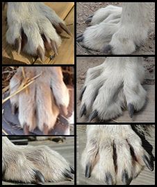 Canine Paws Reference, Dog Paw Anatomy, Dog Paws Reference, Wolf Paw Reference, Dog Paw Reference, Wolf Anatomy Reference, Wolf Poses Reference, Wolf Paw Drawing, Werewolf Paws