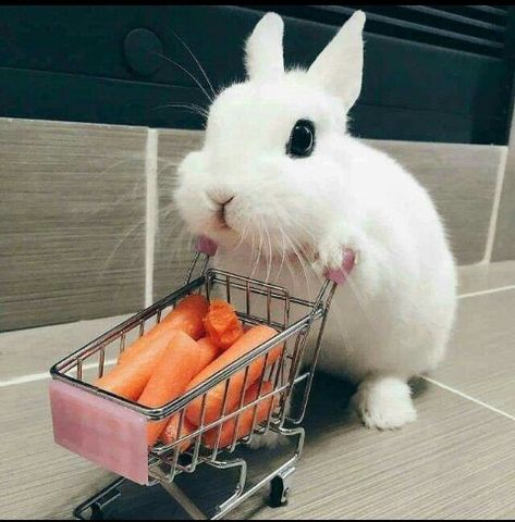 Funny Bunny, Carrots, Funny