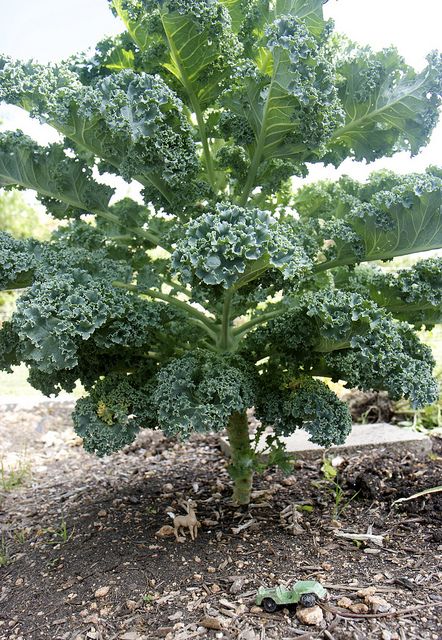 curly kale Farming Aesthetic, Cottagecore Baking, Types Of Kale, Kale Plant, Curly Kale, Tire Garden, Veg Garden, Food Garden, Planting Vegetables