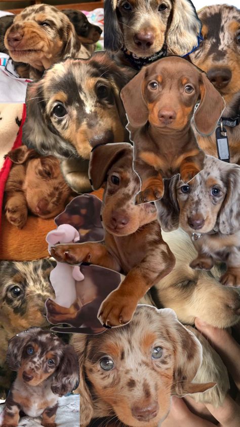 Dashhound Puppies, Dachshund Lovers, My Dream, Barbie Clothes, Dachshund, Puppies, Dogs