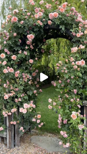 Garden Answer on Instagram: "‘Colette’ just doing what she does best! 🌸🌸🌸" Garden Answer Laura Leboutillier, Garden Answer Laura, Rose Flower Garden, Garden Answer, Climbing Rose, Outside Spaces, Holly Hobbie, Garden Planning, Idaho