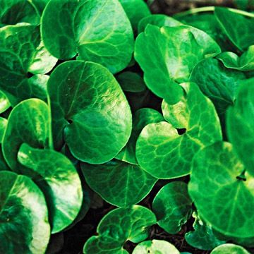 Wild Ginger. Love the Green Glossy leaves of this groundcovering Perennial! Grows 4 to 10 inches tall and 6 to 12 inches wide in part sun, part shade. A must-have for my garden!  ZONE 3-8 Wild Ginger Plant, Easy Perennials, Plant Encyclopedia, Ginger Plant, Wild Ginger, American Samoa, Ground Cover Plants, Woodland Garden, Shade Plants