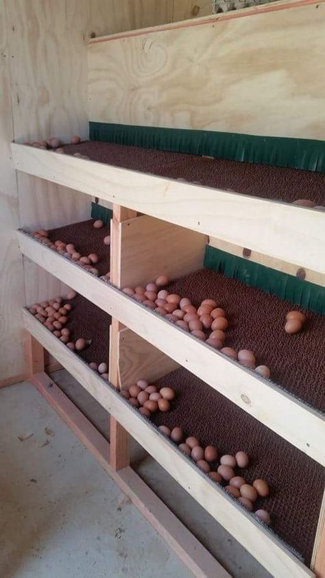 Chicken Laying Boxes, Chicken Barn, Backyard Chicken Coop Plans, Chicken Nesting Boxes, Diy Chicken Coop Plans, Chicken Feeders, Chicken Coop Run, Backyard Chicken Farming, Coop Ideas