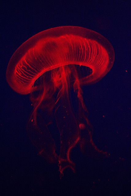 Red Jellyfish, Jellyfish Photography, Room Collage, Sea Creatures Art, Kitchen Painting, Below The Line, Blue Jellyfish, Red Ocean, Jellyfish Art