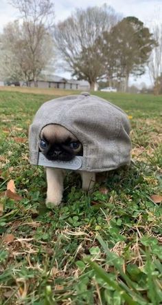 Funny Pets Pictures, Dogs Silly, Funny Pug Pictures, Fat Puppies, Wholesome Dog, Baby Pugs, Heavy Burden, Cute Animals Puppies, Funny Animal Photos