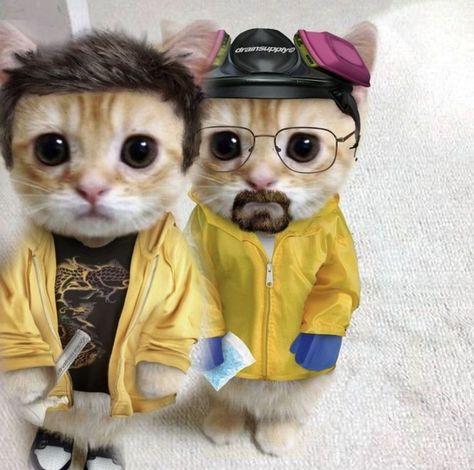 Mr White And Jesse, Breaking Bad Matching Pfp, Mista White, Breaking Bad Meme, Duo Pfp, Better Call Saul Breaking Bad, Cute Minions, Bad Cats, Walter White