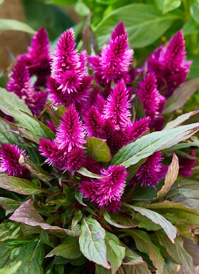 Celosia Flower Landscaping, Cockscomb Flower Garden, Dracula Celosia, Celosia Flower Arrangement, Coxcomb Flower, Flamingo Celosia, Celosia Spicata, Celosia Plant, Cultivation Techniques