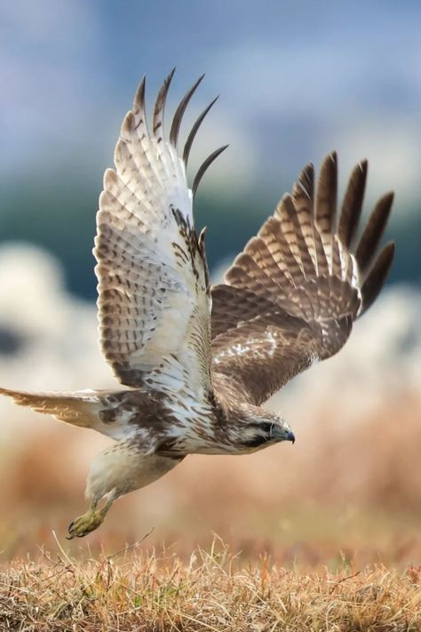 A young buzzard Silverware Art, Buzzard, Animal Totems, Birds Of Prey, Nature Aesthetic, Bird Feathers, Nature Photos, Birds, Animals