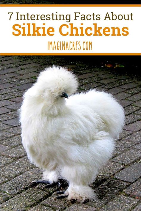 Bearded Silkie Chickens, White Silkie Chicken, Frizzell Chickens, Quiet Chicken Breeds, Banty Chickens, Silkie Chickens Coop, Pretty Chickens, Chickens Breeds, Calm Personality