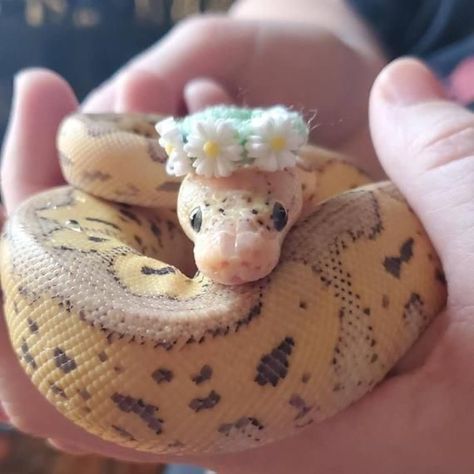 Snake Ball Python, Snakes With Hats, Clown Ball Python, Danger Noodles, Baby Snakes, Pretty Snakes, Corn Snake, Cute Reptiles, Cute Snake