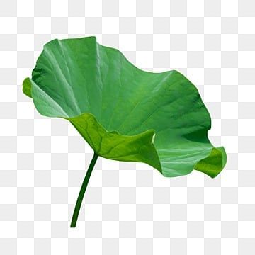 Lotus Flower Leaf, Flowers Black Background, Lotus Seed, Pablo Picasso Art, Leaf Photography, Buddha Life, Seed Pod, Map Pictures, Leaf Illustration