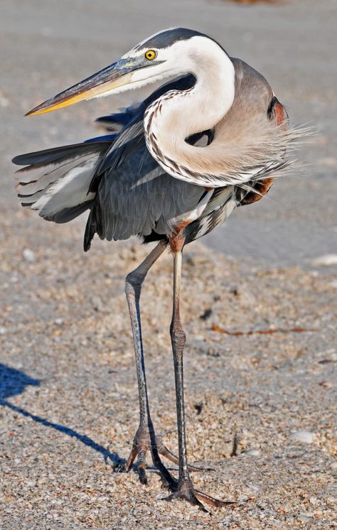 Photographs courtesy of Lee County Visitor & Convention Buearu and Lee County Parks & Recreation Department Great Blue Heron Art, Heron Art, Lee County, Animal Study, Herons, Big Bird, Exotic Birds, Blue Heron, Sea Birds