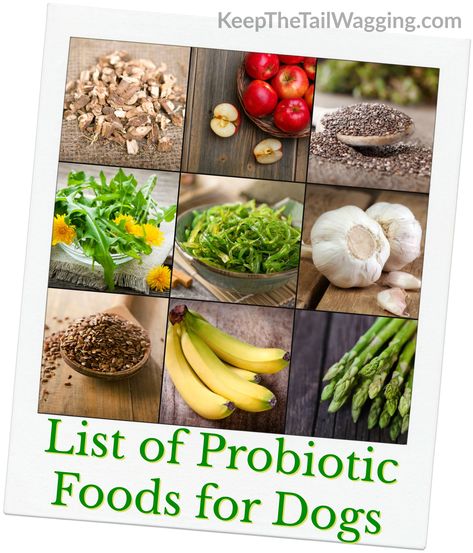 Prebiotic Foods List, Natural Probiotic Foods, Dog Aesthetics, Foods For Dogs, Dog Probiotics, Training Puppies, Dandelion Greens, Prebiotic Foods, Puppy Sketch